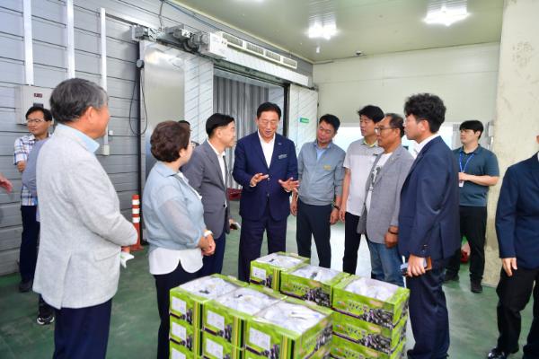 장성군, 캠벨포도 출하…올해 35톤 수확_2