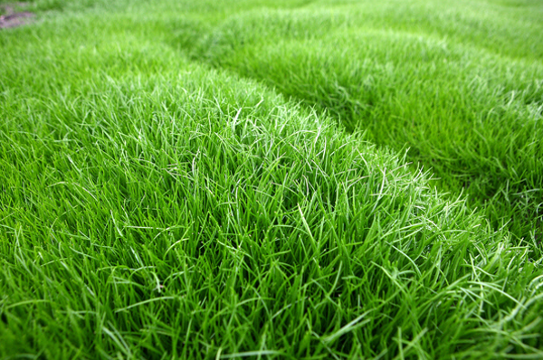 해남군, ‘간척지 명품채소’ 세발나물 출하_2