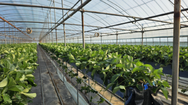 순천시, 직영 육묘로 딸기묘 품질 혁신_4