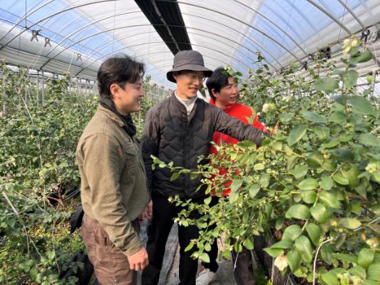 곡성 블루베리, '장기 출하' 체질 개선… 청년농 ‘활기’_2