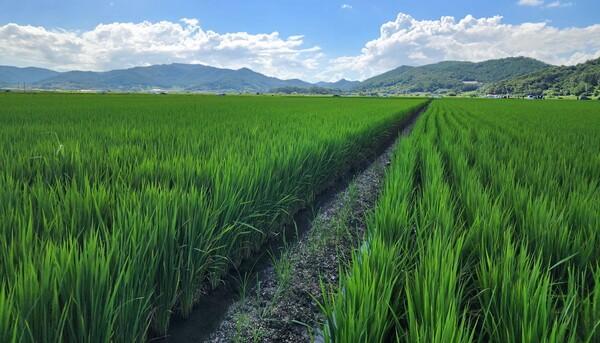 전라남도, 수급조절용 벼 재배 추가지원…쌀값 안정 총력_2