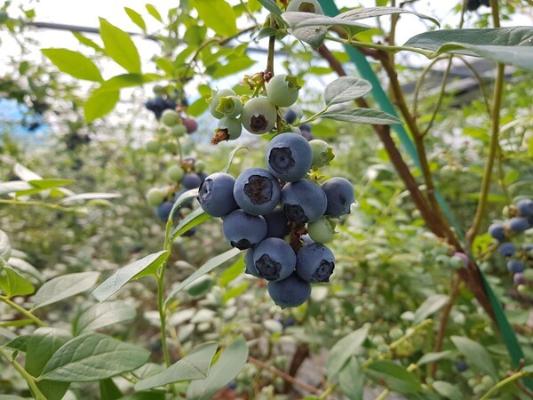 곡성군, 2월 블루베리 첫 수확… 전국 최고 블루베리 산지 입지 강화_2