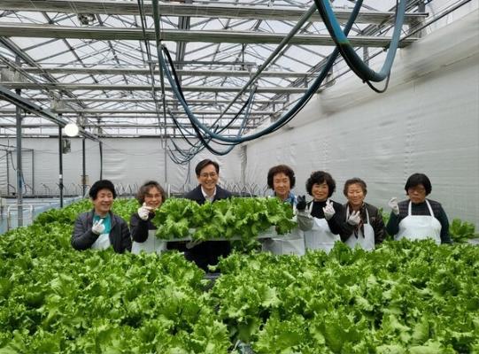 영암 영보마을 어르신들, 영보온실 재배 상추 첫 수확_2