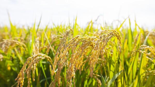 사상 첫 농지 전수조사… 곡창지대 전남 영향은_2