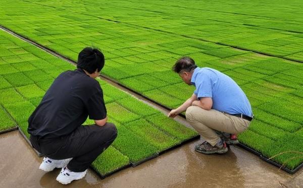 영광군, 벼 안전육묘 현장 기술지원 본격 추진_2