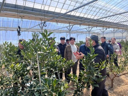 곡성군, 만감류 봄철 관리 ‘핵심기술’ 현장서 답 찾다_2