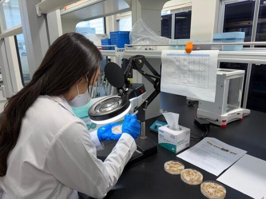 신안군, 벼 안전육묘를 위한 발아율 사전 확인 당부_2