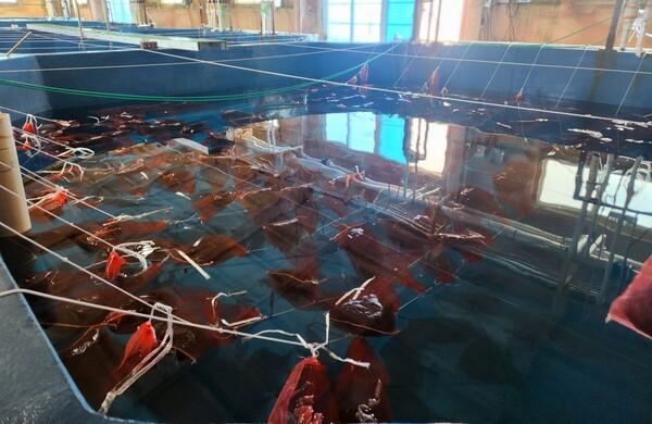 전라남도해양수산과학원, 새 양식 전략품종으로 ‘피뿔고둥’ 특허 주목_2