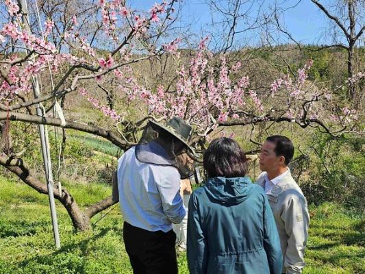 전라남도, 우박·냉해 현장지도로 과수농가 피해 최소화 총력 펼친다_2