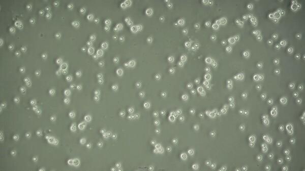 전라남도해양수산과학원, 양식장 친환경 유용미생물 무상 보급 확대_2