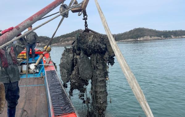 참꼬막 산지 고흥 남부해역, 청정어장 재생 본격화_2