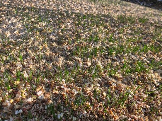 순천시, '사계절 잔디'로 농업 새판 짠다…도심 녹지·농가소득 동시 겨냥_2