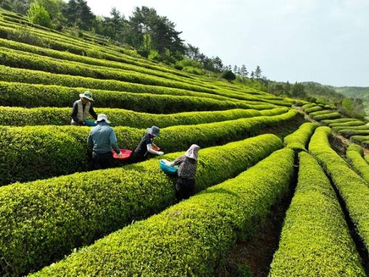 보성군, ‘보성차 제2 부흥기’ 시동 … 말차 중심 고부가가치 산업 전환_2