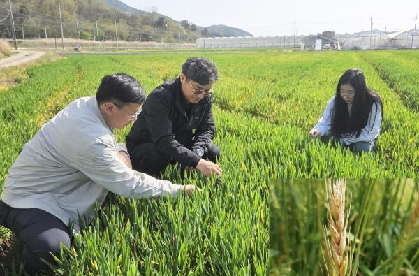 전남농기원, 맥류 붉은곰팡이병 개화기 선제 방제 시급_2