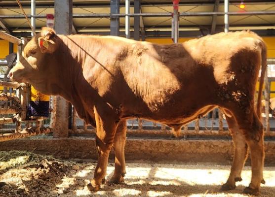 전라남도농업기술원, 국가 공인 한우 씨수소 2마리 배출_2