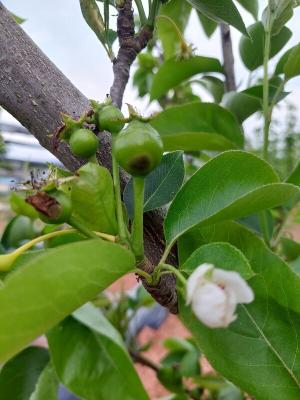 나주시, 배 검은별무늬병 확산 우려…적기 방제 당부_2