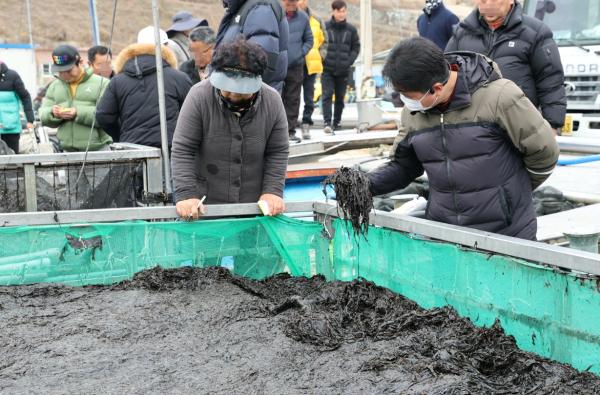 고흥군, 물김 15만톤 생산…전국 1위 ‘3000억 눈앞’_2