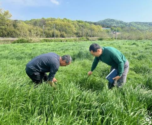 장성군, 중동사태 장기화 대응 농가 경영비 36억 지원_2