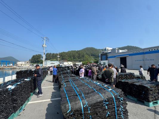 완도산 건다시마 첫 위판 26톤 거래…작년 대비 50.6%↑_2