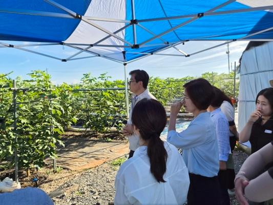 영암군, 무화과 전국 최초 노지 스마트 재배기술 적용 점검_2