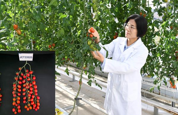 전남광주농기원, 당도 9.4 브릭스 대추형 방울토마토 신품종 개발_2