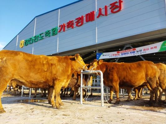 전남‧광주 ‘최고의 한우’ 강진에 다 모인다_2