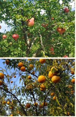 도시의 성공보다 빛나는 시골의 행복_2