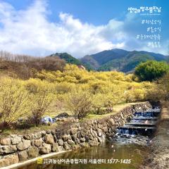 전남소식 - 구례산수유꽃축제(2024.03.09~17.)